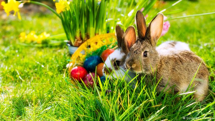 Thousands of rabbits killed in New Zealand Easter hunt