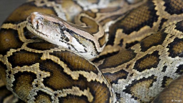Australian pythons discovered in northern German town