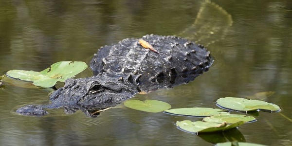 Une mère ne veut pas croire que son fils a été dévoré par des alligators