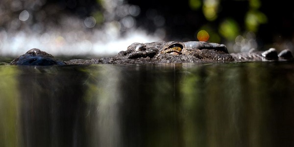 Australie: pendant trois heures, le vieil homme se bat contre des crocodiles