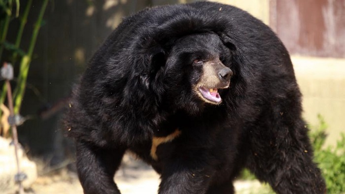 Japon : des restes humains retrouvés dans l’estomac d’un ours
