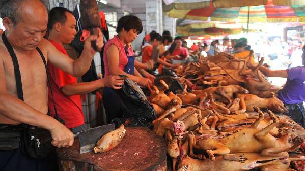 Viande de chien : le festival de Yulin attire la foule, malgré la controverse