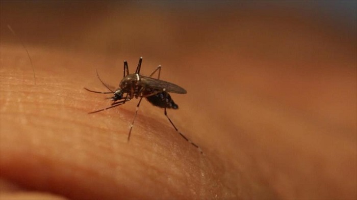 OMS retira la ‘emergencia mundial’ por el virus del Zika