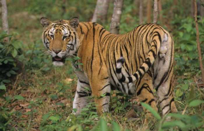 Überraschend Nachwuchs seltener Tigerart entdeckt