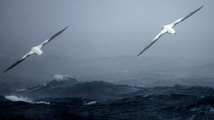 Le plus vieil oiseau marin a encore pondu, à l`âge de 66 ans