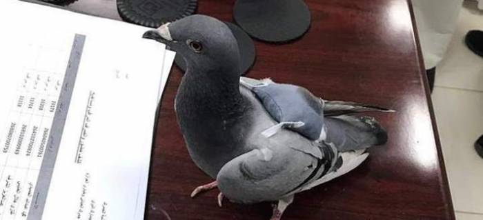 Koweït: un pigeon arrêté avec un sac à dos rempli de drogue