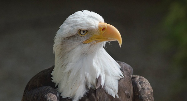 Les Pays-Bas vont dresser des aigles anti-drones VIDEO