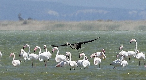 Scientists Come Across the Truly Unique: Black Flamingo 