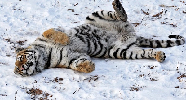 La population mondiale de tigres a augmenté pour la 1ere fois depuis un siècle