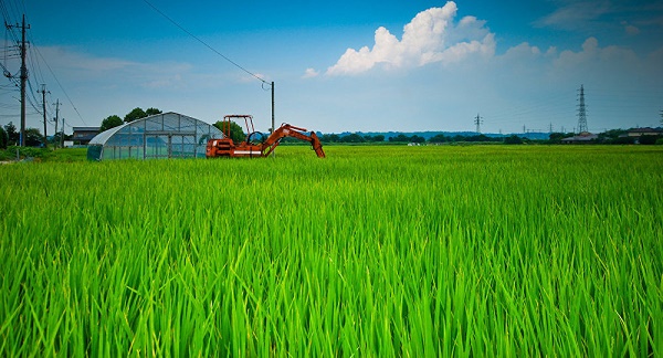 Japon: des robots agriculteurs bientôt dans les champs de riz?