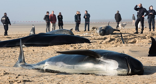 Les baleines meurent de faim, leurs estomacs pleins de nos déchets plastiques