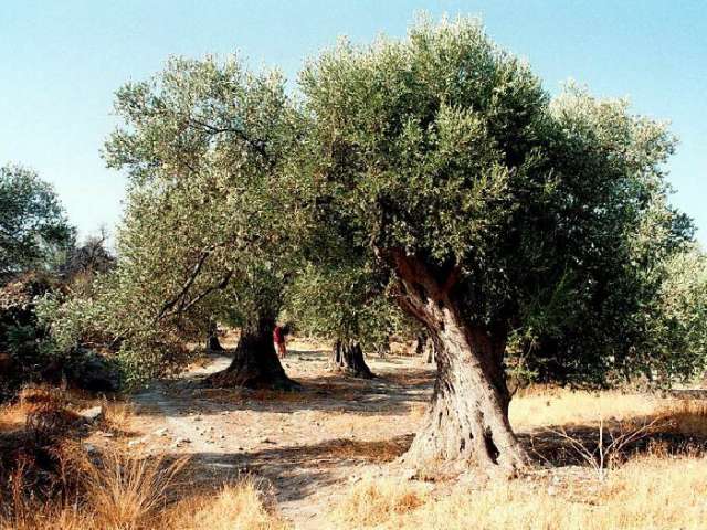 Italienische Staatsanwälte stoppen Abholzung von Olivenbäumen