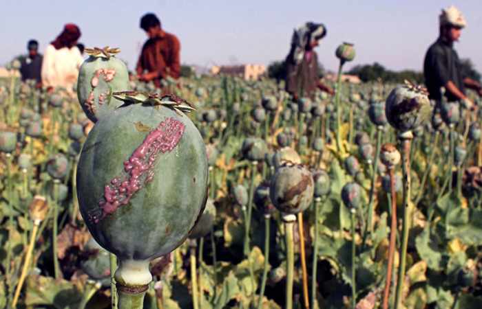 Après le pétrole, l’opium, nouvelle source de financement de Daech