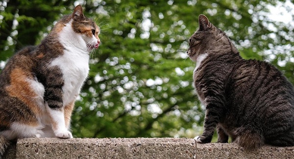 Cet Espagnol qui doit payer une lourde amende pour son amour des chats