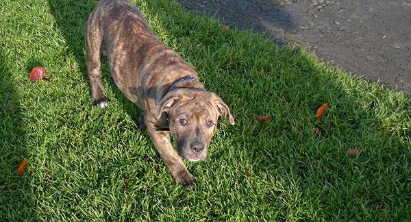 Le chien le plus seul de Grande-Bretagne se voit rejeter 18.000 fois