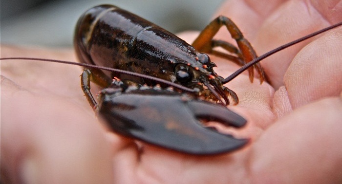 Ils achètent 273 kg de homards… pour les libérer