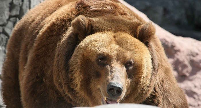 Elle accouche en pleine taïga au milieu des ours