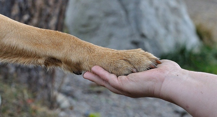 Des Chinois achètent des chiens pour leur éviter de finir dans une assiette