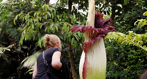 Une fleur qui sent le cadavre fleurit en Belgique