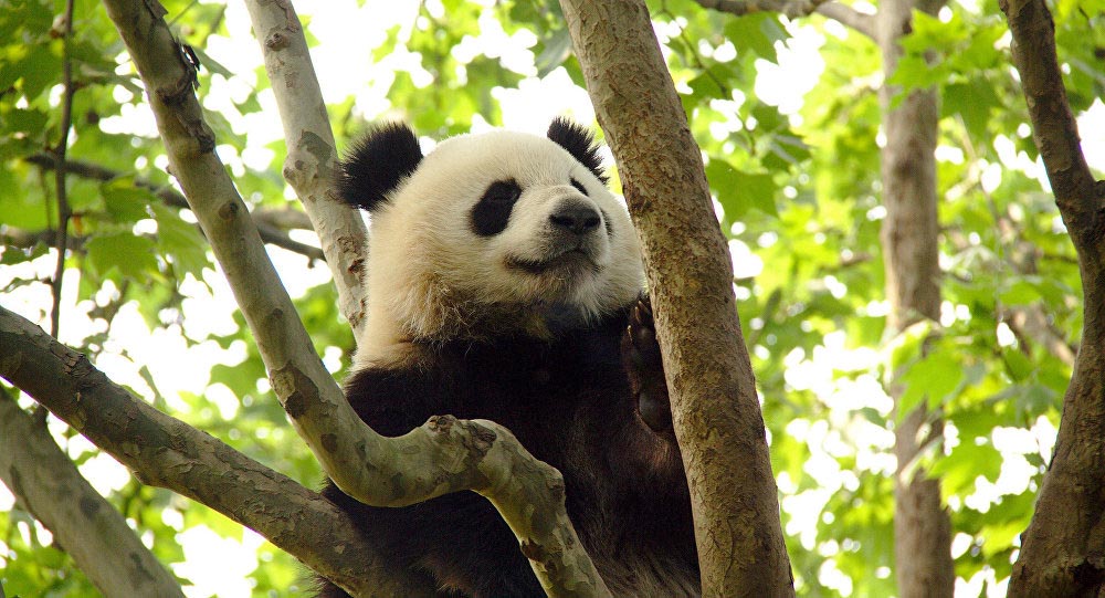 Chine: le panda des JO est mort à 25 ans