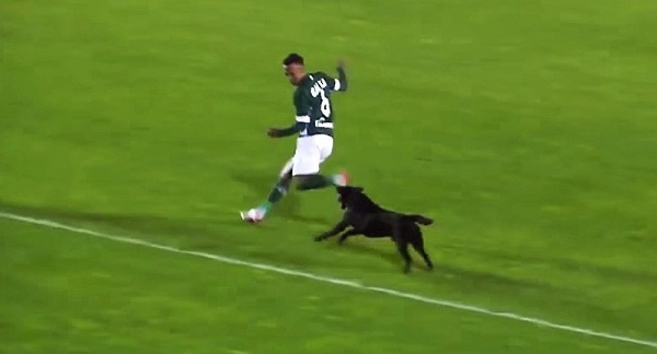 Quand un chien errant s`invite à un match de foot et sème la pagaille - VIDEO