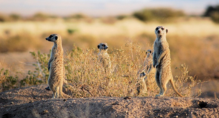 Et l’animal le plus féroce est… le suricate