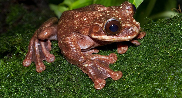 La dernière grenouille dans son genre meurt 