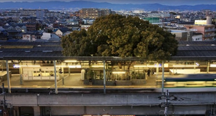 Les Japonais construisent une gare autour d’un arbre vieux de 700 ans