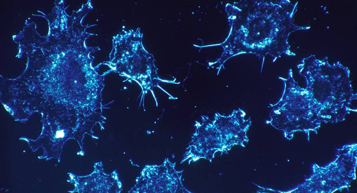Un anticorps peut aider à tuer les cellules cancéreuses