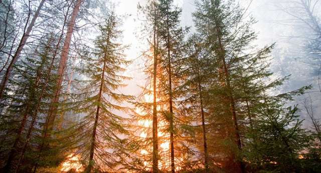 Central Canada wildfire spreads, Fort McMurray evacuated 