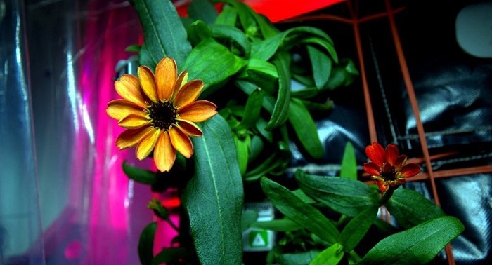 Cosmic flower: first blossom in space on board ISS