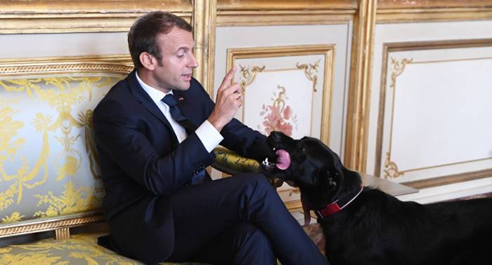 Macron hilare quand son chien se soulage sur les meubles de l'Elysée - VIDEO