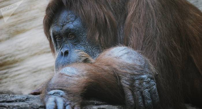 Nouvelle espèce d'orang-outan, isolée pendant 10.000 ans, découverte à Sumatra