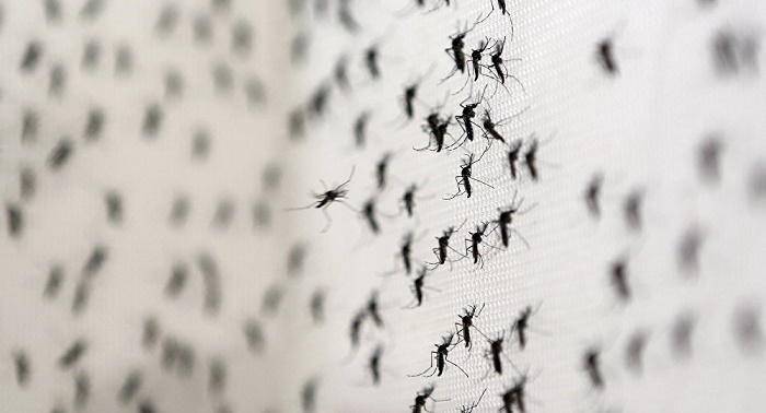First Zika case reported in Romania - Health Ministry 