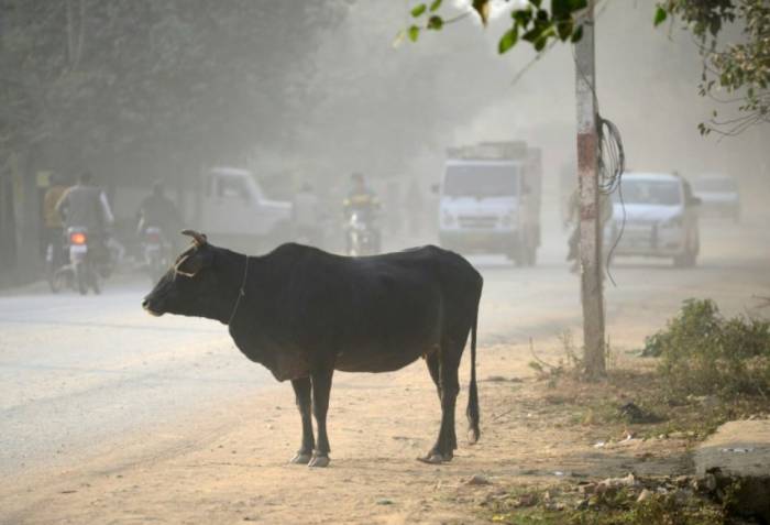 Inde : Modi condamne les lynchages liés à la vache sacrée