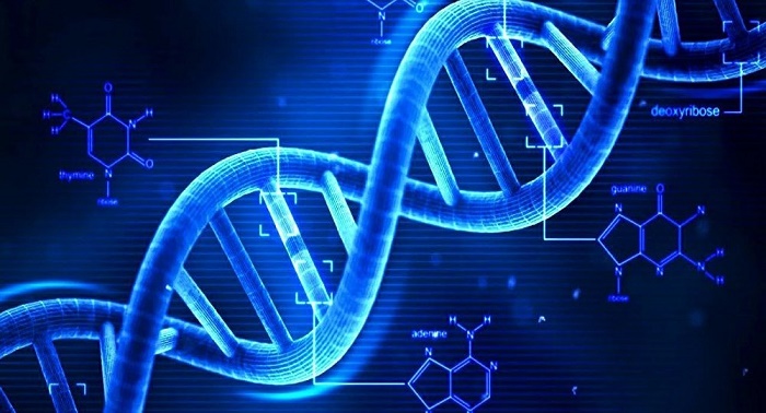 Scientists aim to recreate human genome in a decade 