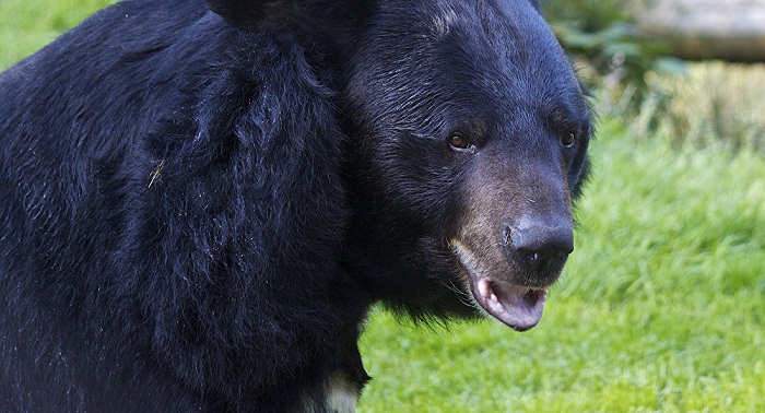 Bear Scare Brings Finnish Army Drill to a Halt