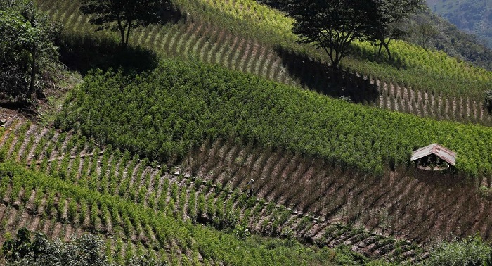 Productores de coca piden a presidente boliviano que respete cultivos tradicionales