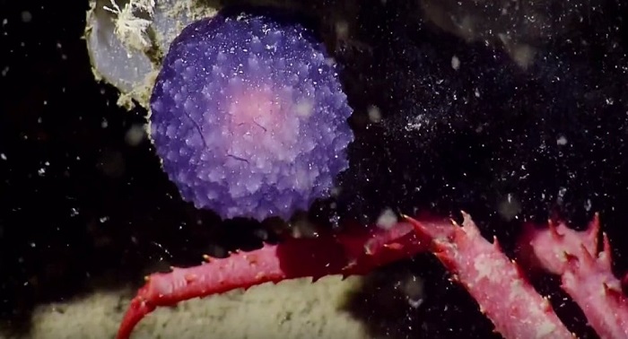 Mysterious `Purple Orb` spotted off California coast - VIDEO