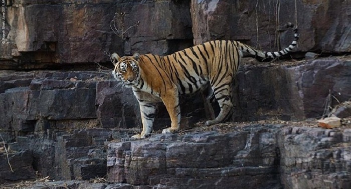 World`s oldest and most photographed Tigress `Machli` Dies at 19 in India
