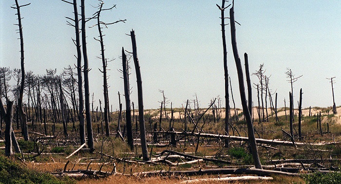 At least 1,500 people evacuated due to wildfire on France’s Oleron island 