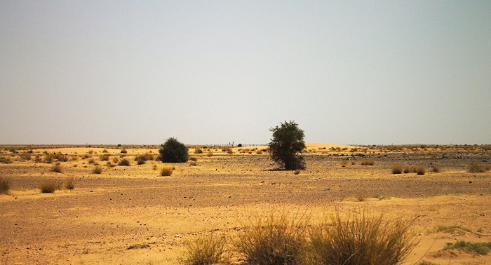 África `construye` una Gran Muralla Verde  