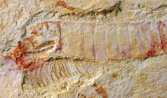 Exquisite fossils reveal oldest nervous system ever preserved