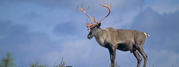 Canada : le caribou et le papillon monarque `en voie de disparition`