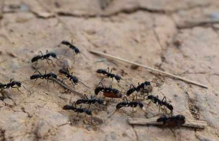 Les fourmis ont inventé l'agriculture des millions d'années avant les humains