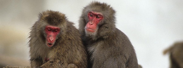 Japon: un zoo sacrifie 57 singes afin de protéger l`espèce indigène