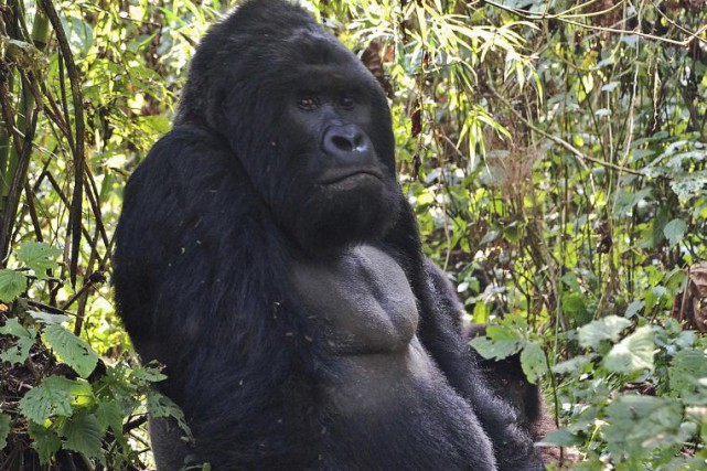 Le plus grand gorille du monde «en danger critique» d`extinction