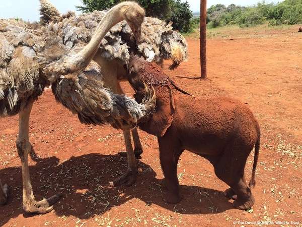 Quand une autruche devient la nounou des éléphants orphelins  - VIDEO