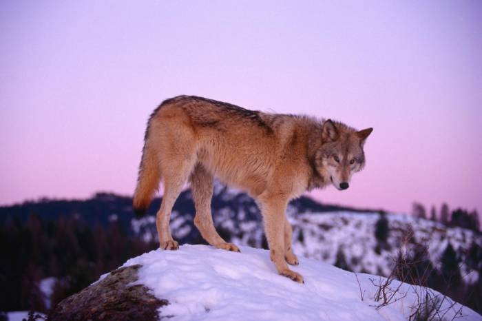Roumanie: 237 ours et loups seront abattus ou déplacés malgré les critiques