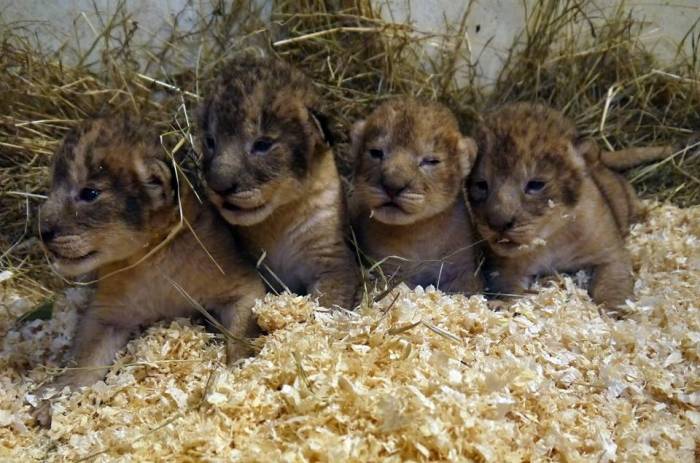 Schwedischer Zoo ließ neun Löwenjunge töten